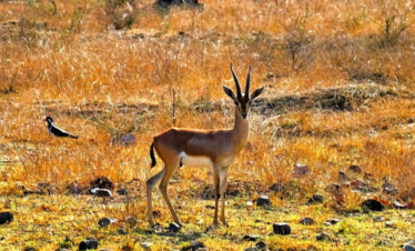 Golden Triangle Tour with Jodhpur & Jaisalmer