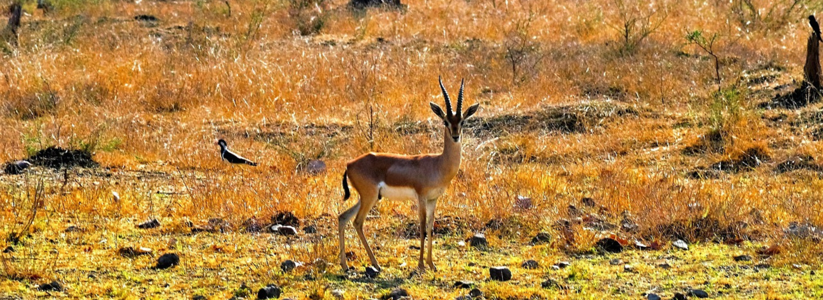 Golden Triangle Tour with Wildlife