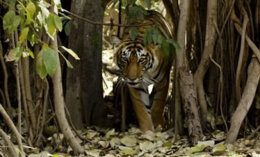 Jaipur Ranthambore Same Day Tour