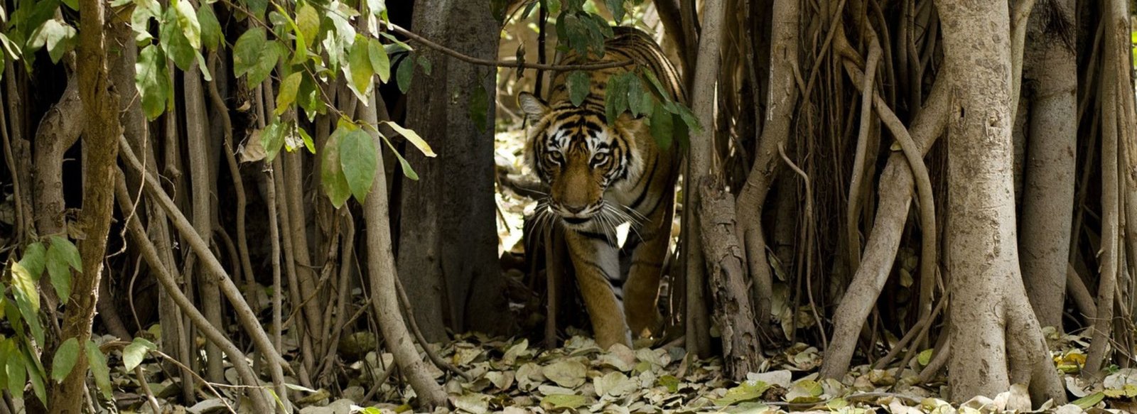 Jaipur Ranthambore Same Day Tour