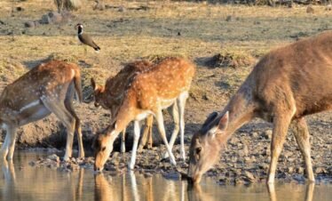 Golden Triangle Tour with Ranthambore