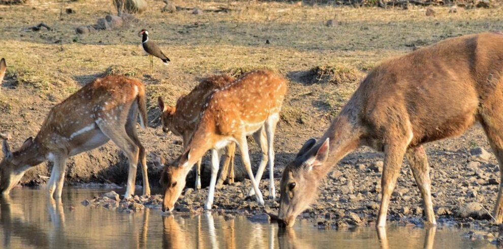 Golden Triangle Tour with Ranthambore