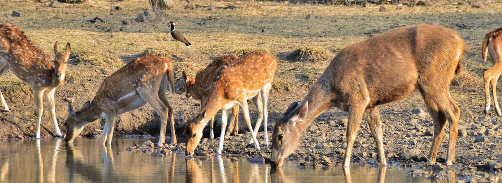Golden Triangle Tour with Ranthambore
