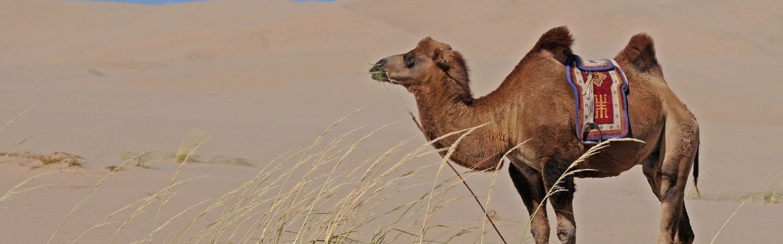 Camel Safari Tour package of Rajasthan