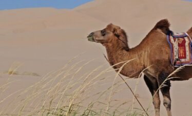 Camel Safari Tour package of Rajasthan