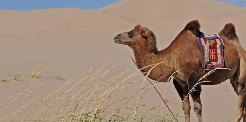 Camel Safari Tour package of Rajasthan