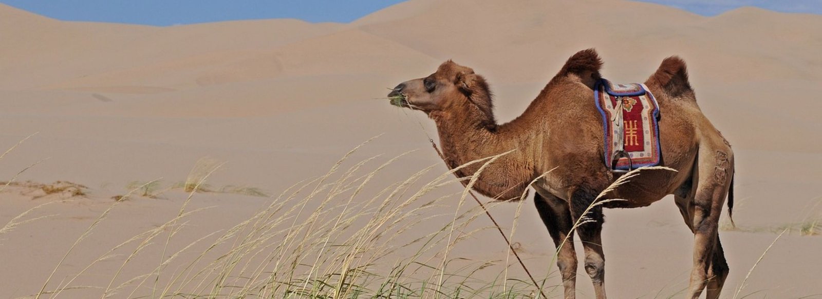 Camel Safari Tour package of Rajasthan
