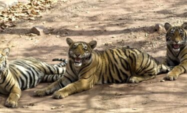 Rajasthan Wildlife Experience