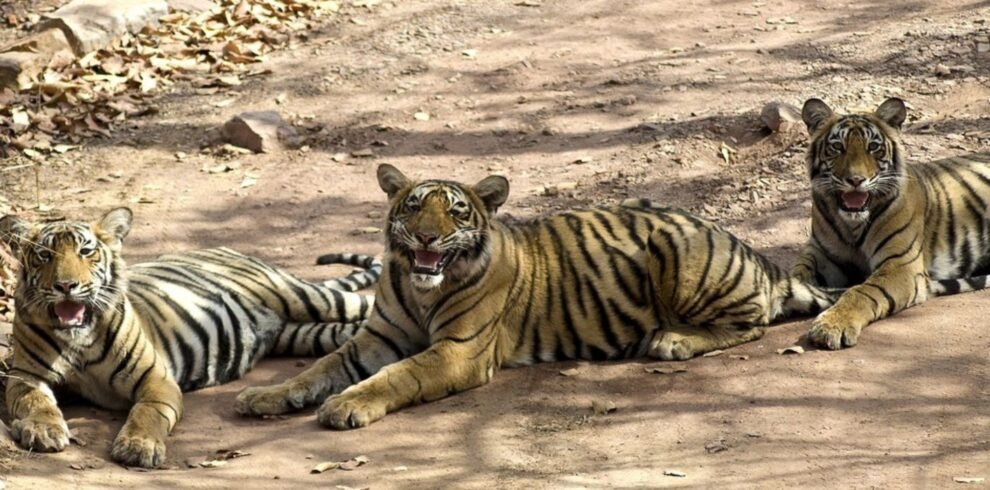 Rajasthan Wildlife Experience