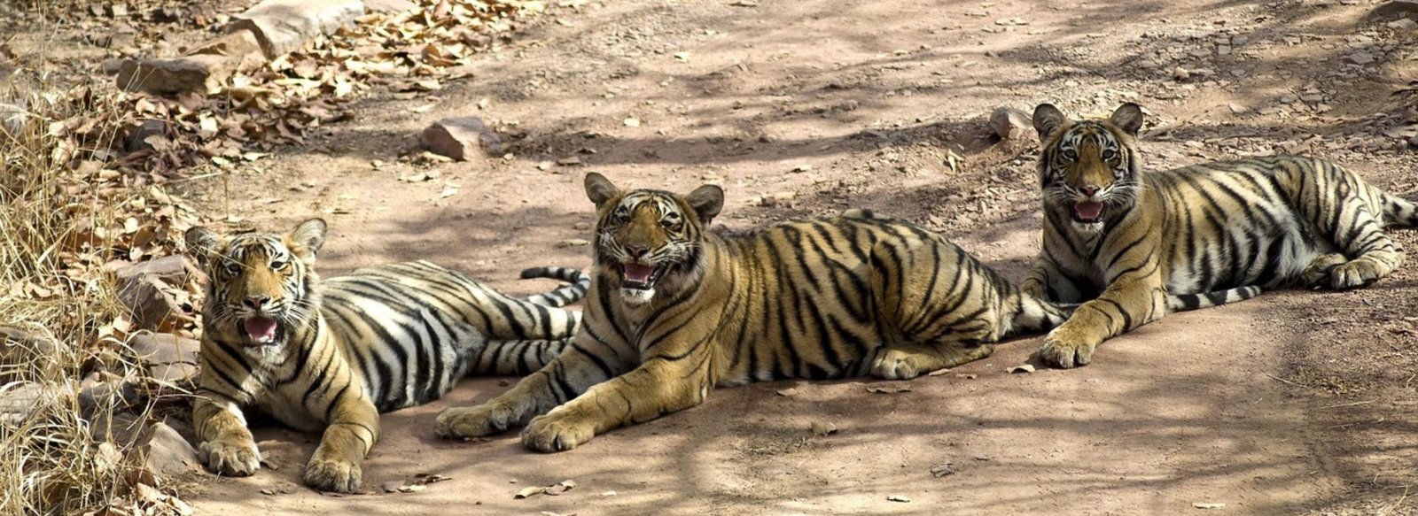 Rajasthan Wildlife Experience